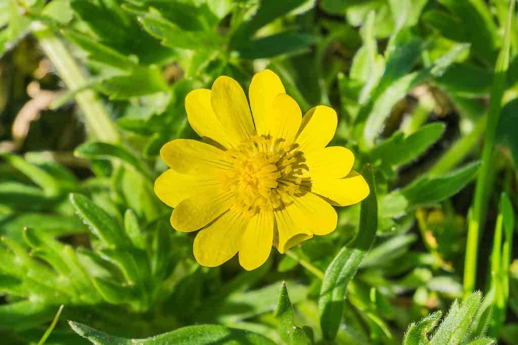 Close up of California Buttercup (Ranunculus californicus) wildflower on a meadow