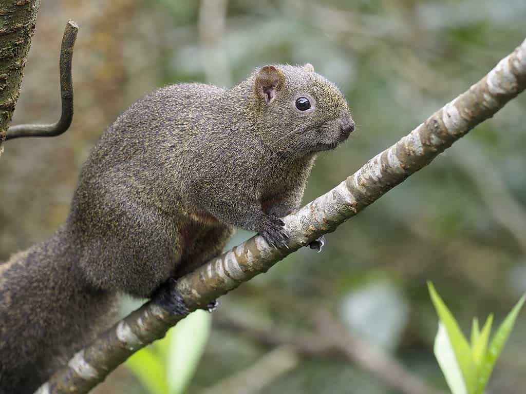 Pallas's squirrel, Callosciurus erythraeus