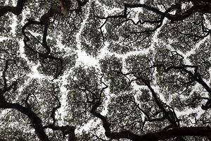 What is Crown Shyness And Why Does It Happen? Picture