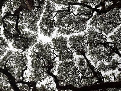 A What is Crown Shyness And Why Does It Happen?