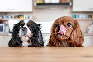 Can Humans Eat Dog Food? - A-Z Animals