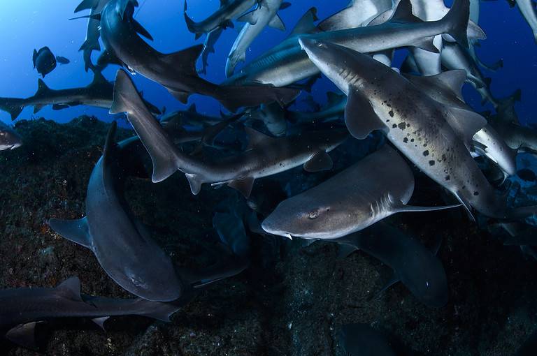 Feeding Frenzy of Banded Hound Sharks in Chiba, Japan
