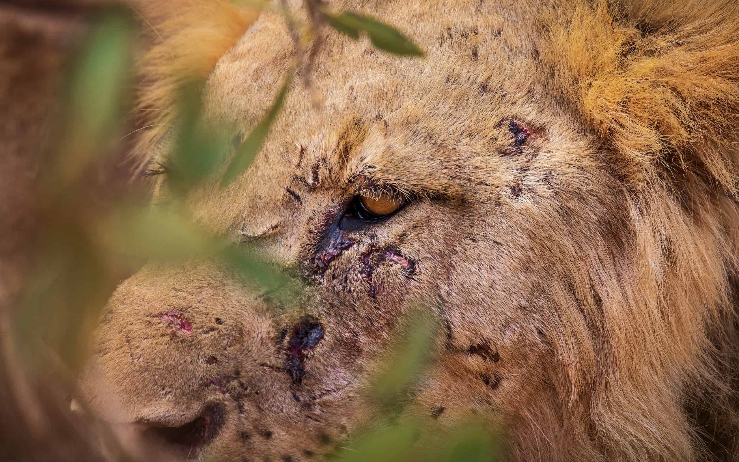 Close-up of wounded African lion looking through leaves