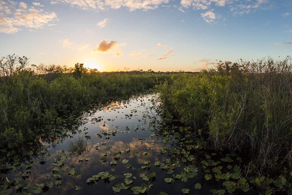 Anhinga Trail Sunset - Everglades National Park