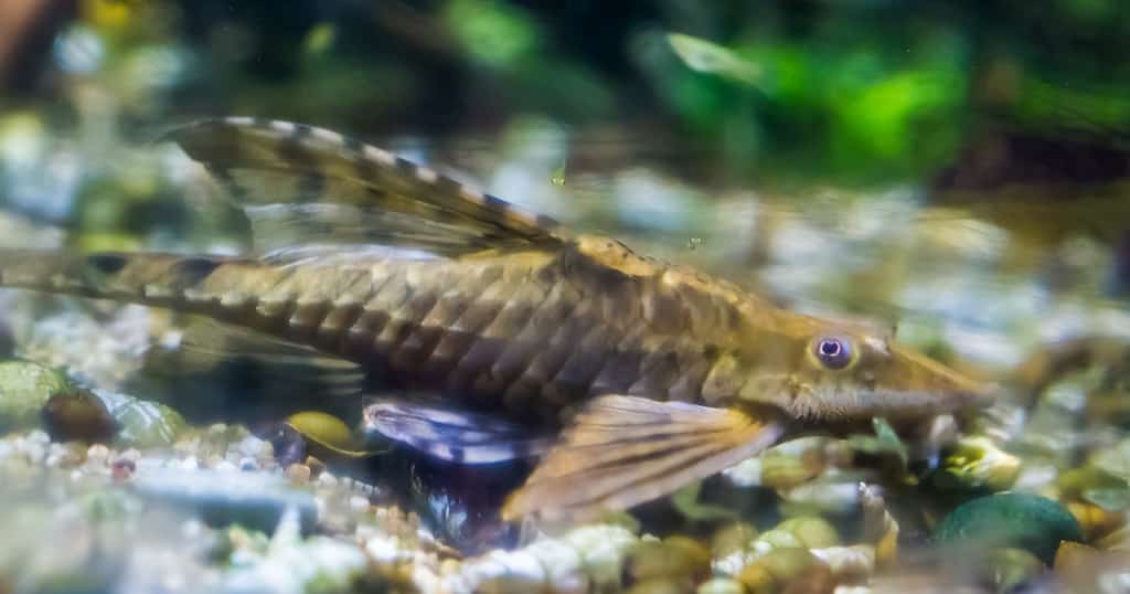 twig catfish, a popular bottom dwelling fish, tropical fish from the rivers of Mexico