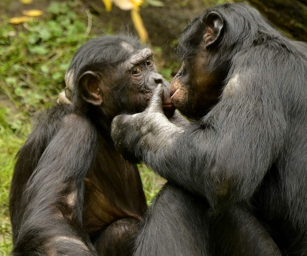 Kissing, Bonobo, Ape, Animal, Animal Family