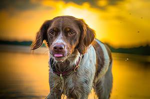 Brittany Spaniel Colors: Rarest to Most Common Picture
