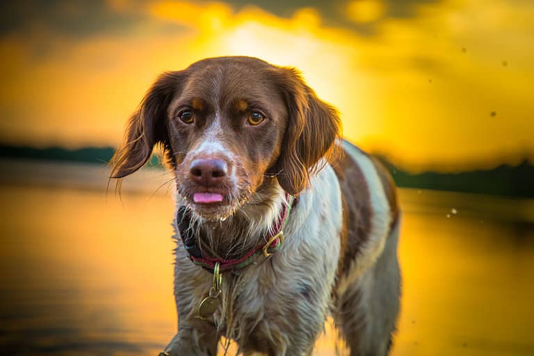 Dog at Sunset