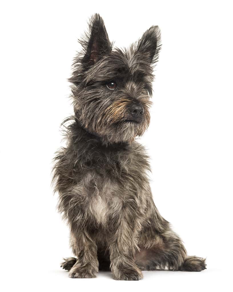 Cairn Terrier sitting in front of white background