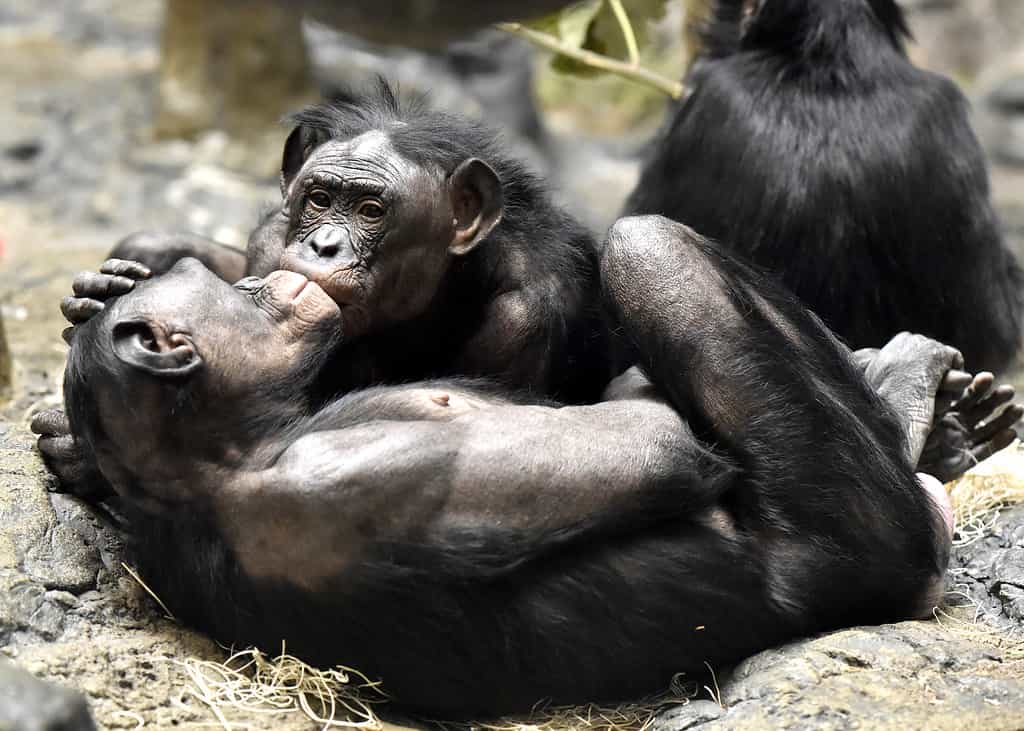 Bonobo kissing