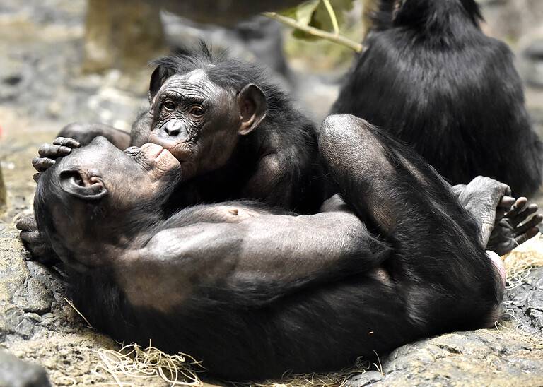 Bonobo kissing