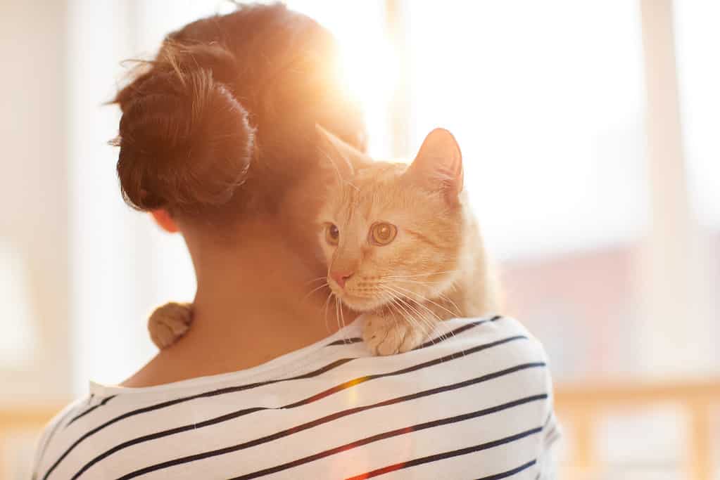 Cats recognize their owners using visual stimuli, smells, and sounds.