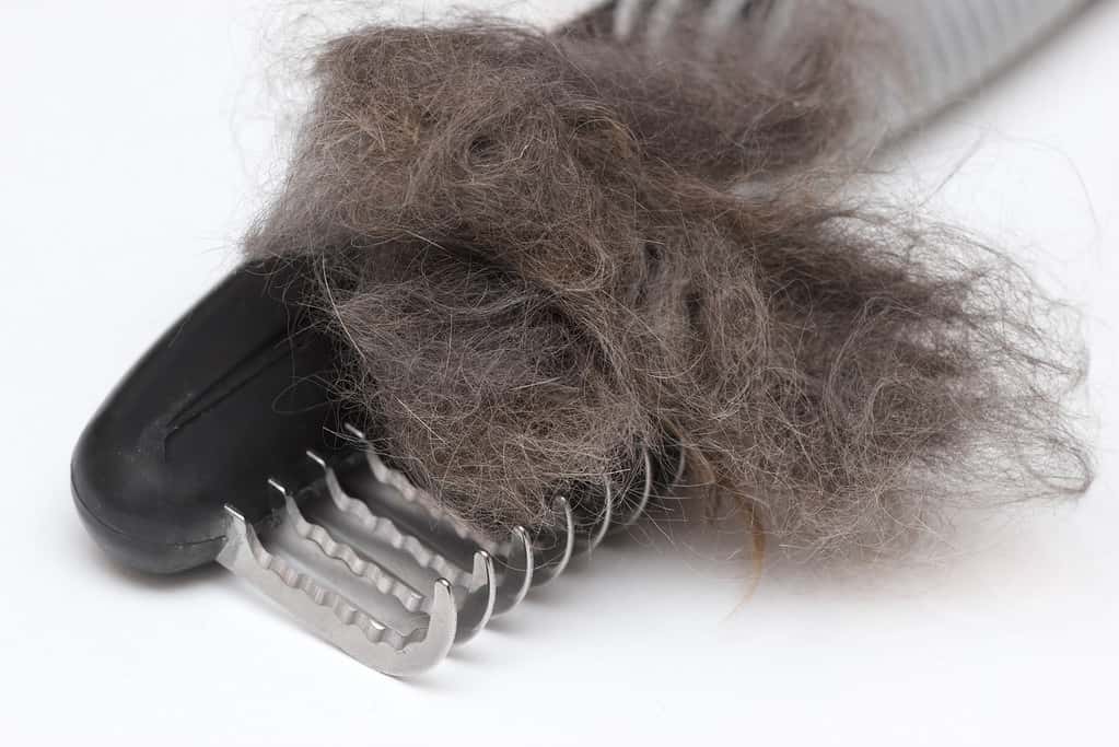 Matted wool trimmer tool for cat grooming.