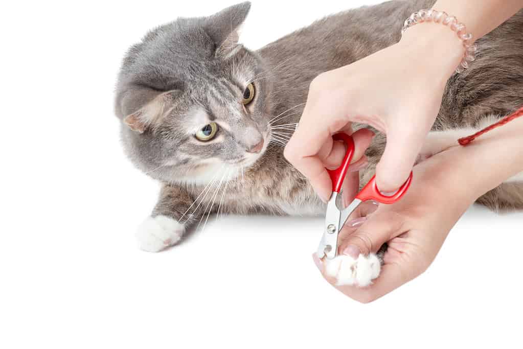 Woman cuts claws using veterinar scissors to her pet cat on white background