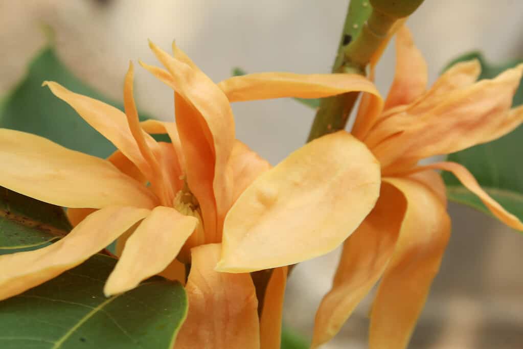 Macro, close up of Michelia.Joy perfume flower, yellow jade orchid flower, fragrant Himalayan champaca