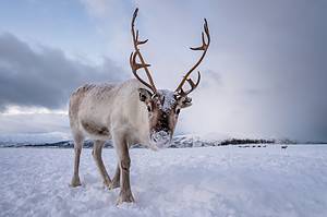Discover How 6,000 Reindeer Disappeared from St. Matthew Island Picture