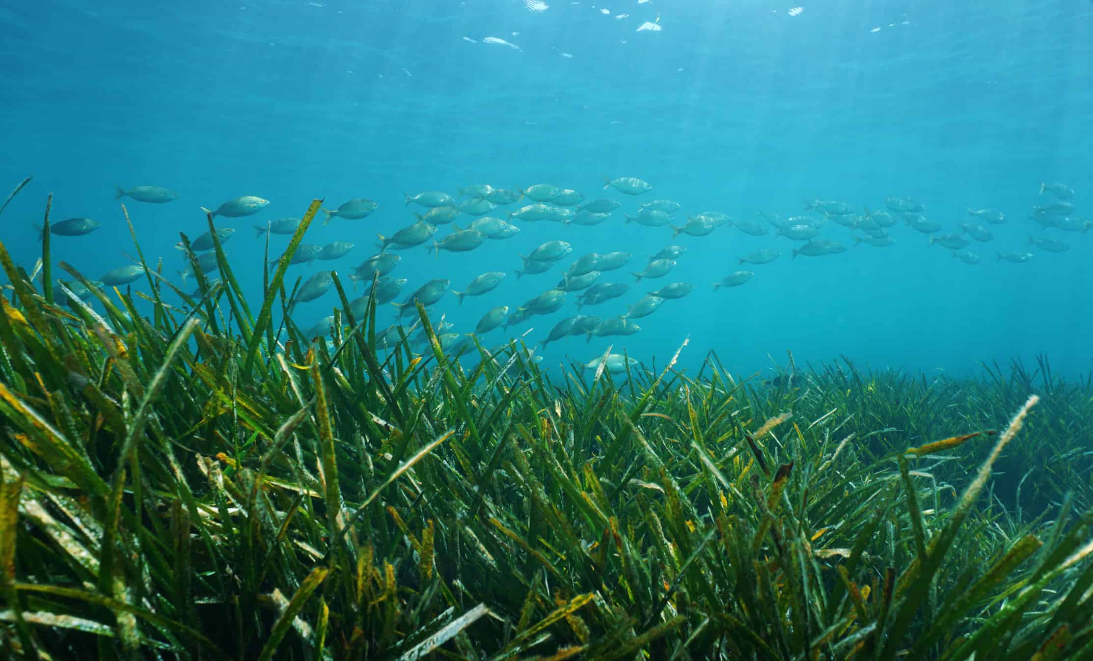 Posidonia oceanica seagrass with school of fish