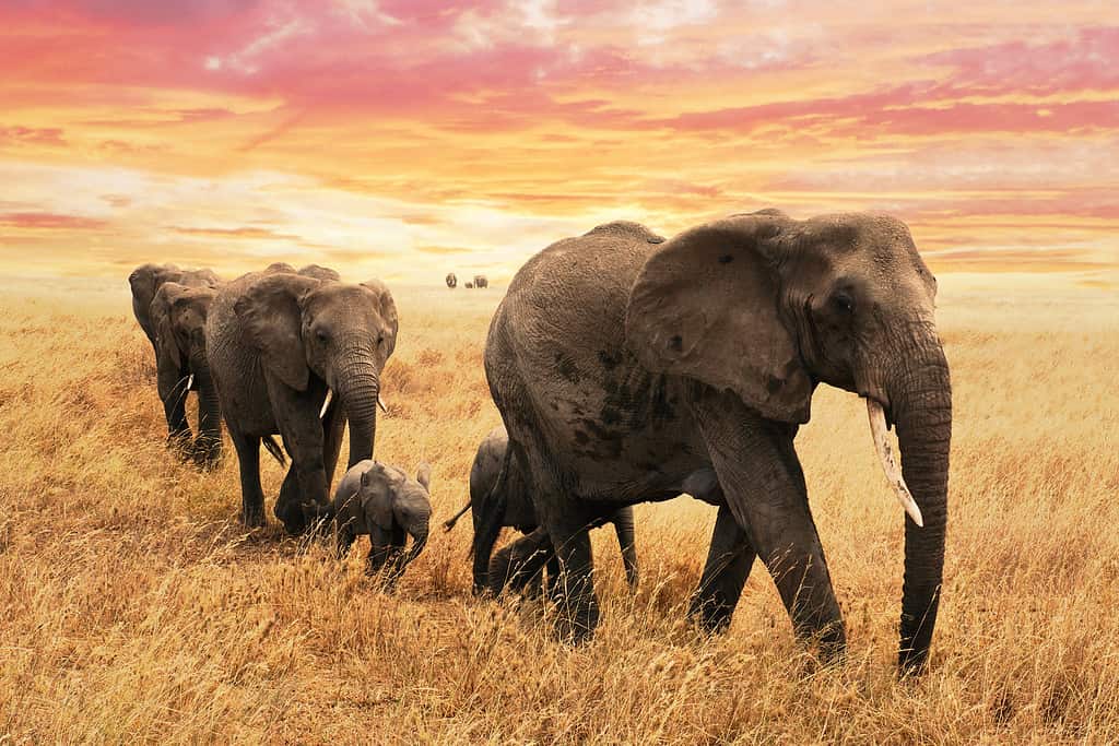 Elephant, Herd, Kenya, African Elephant, Africa