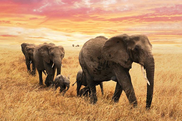 Elephant, Herd, Kenya, African Elephant, Africa