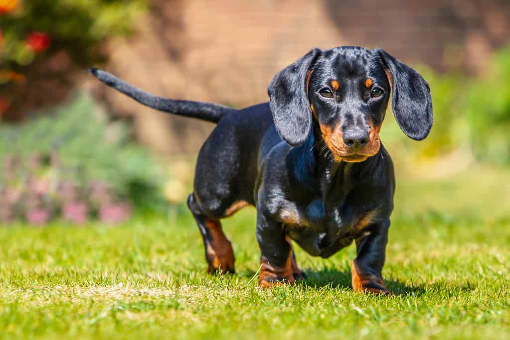 dachshunds as hunting dogs