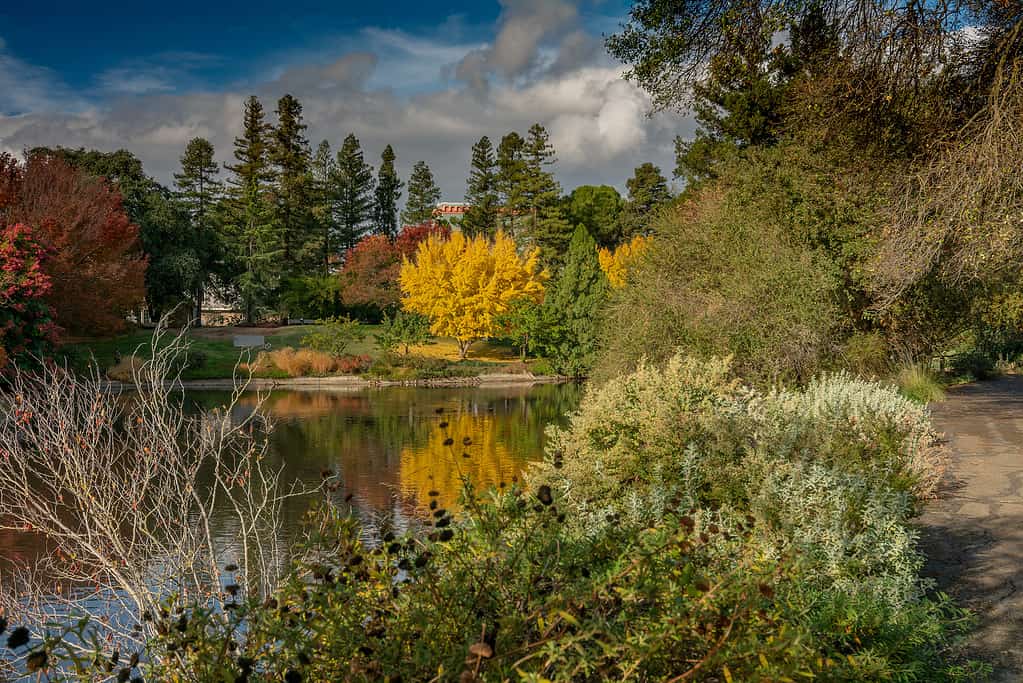 Fall colors at UC Davis California