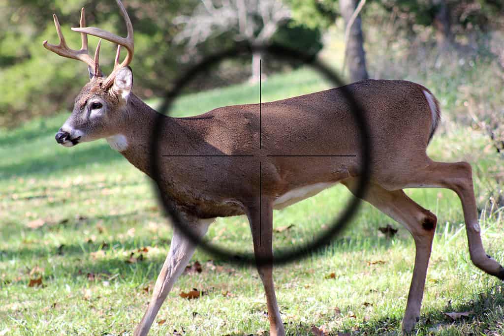 Hunting young male white tail deer with gun sight