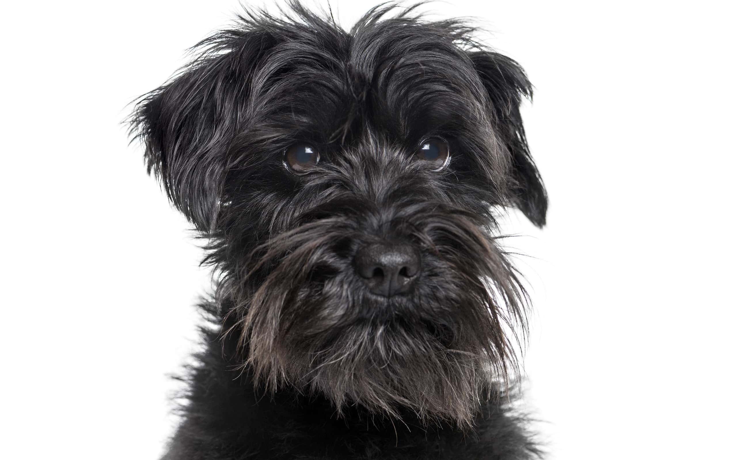 Schnauzer looking at camera against white background