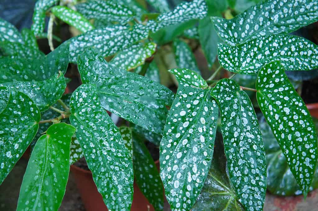 begonia albopicta green spotted leaves