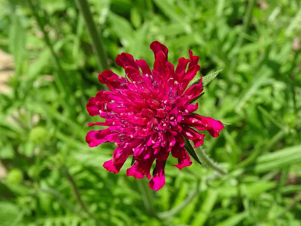 A brightred Scabious, Knautia macedonica, in the middle of a meadow