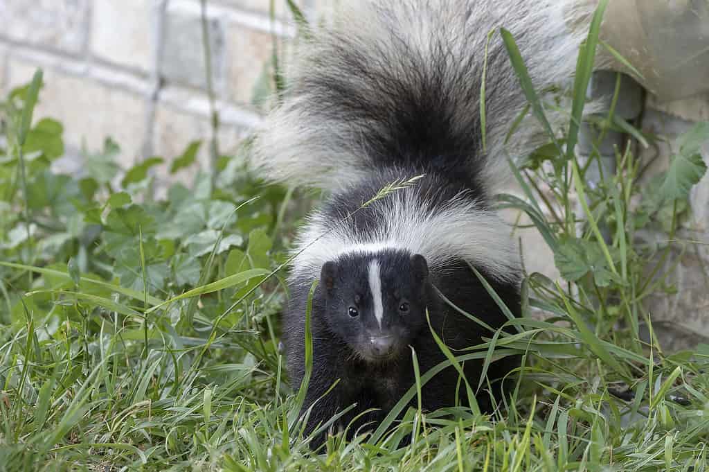 Young striped skunk (Mephitis mephitis) near the human dwelling
