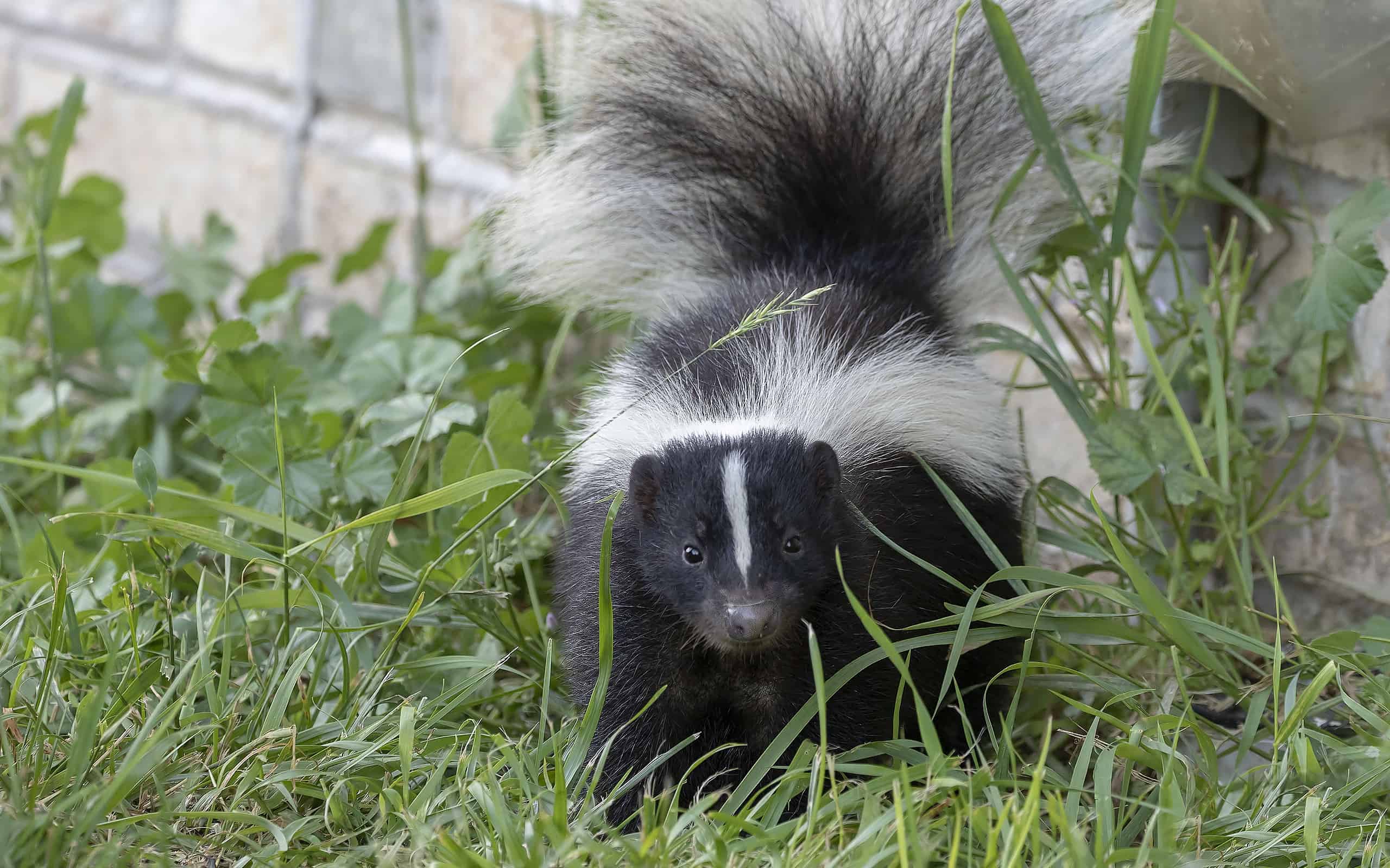 Young striped skunk (Mephitis mephitis) near the human dwelling