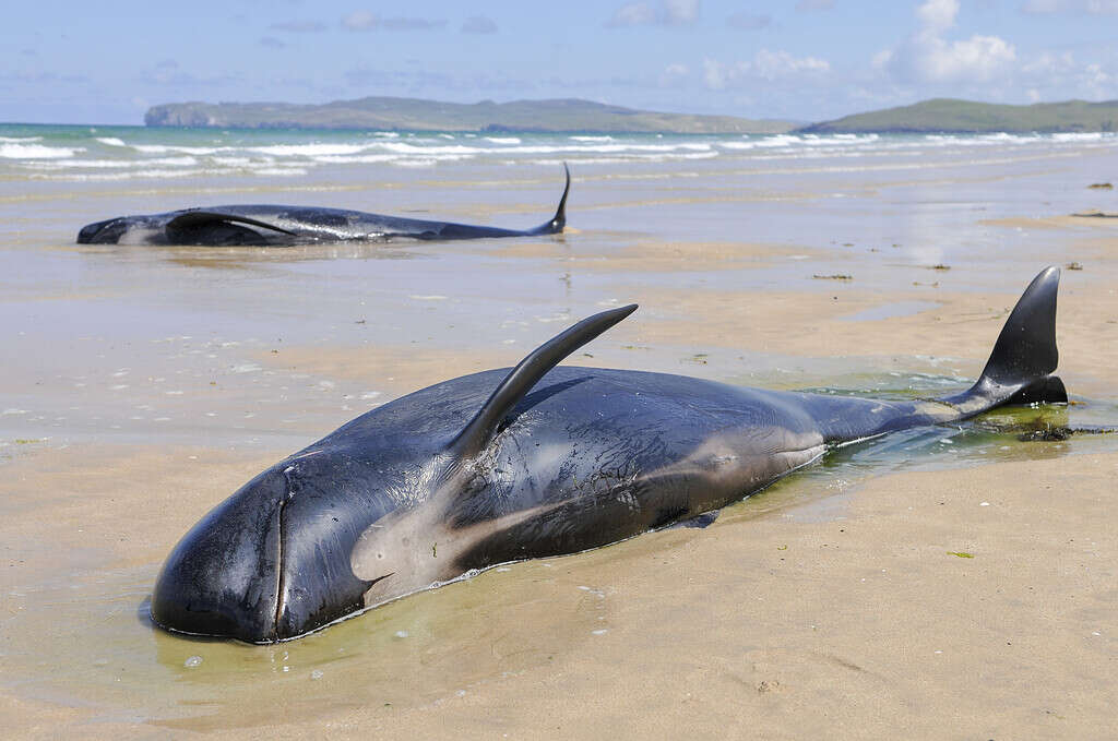 Twelve pilot whales die after beaching at Donegal, Ireland.