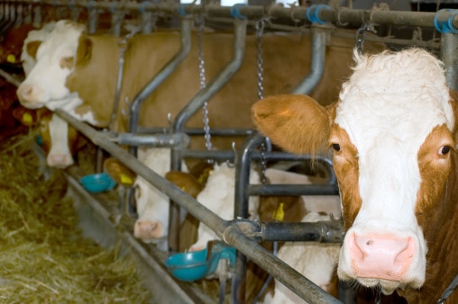 Factory Farming with cows