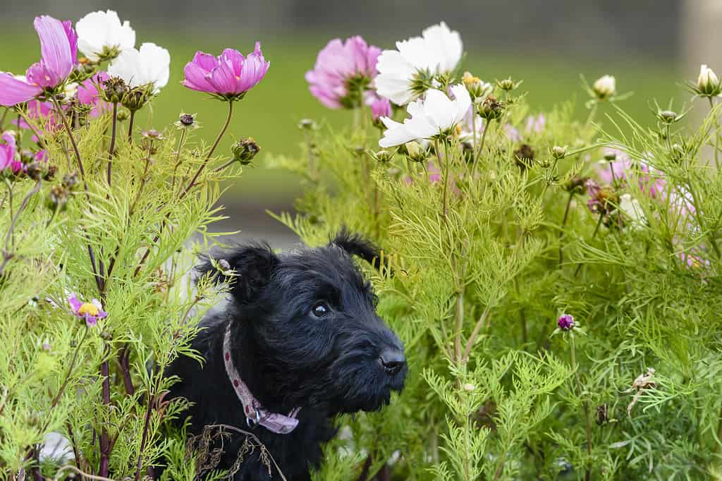 9 week old Scottish terrier puppy among some flowers