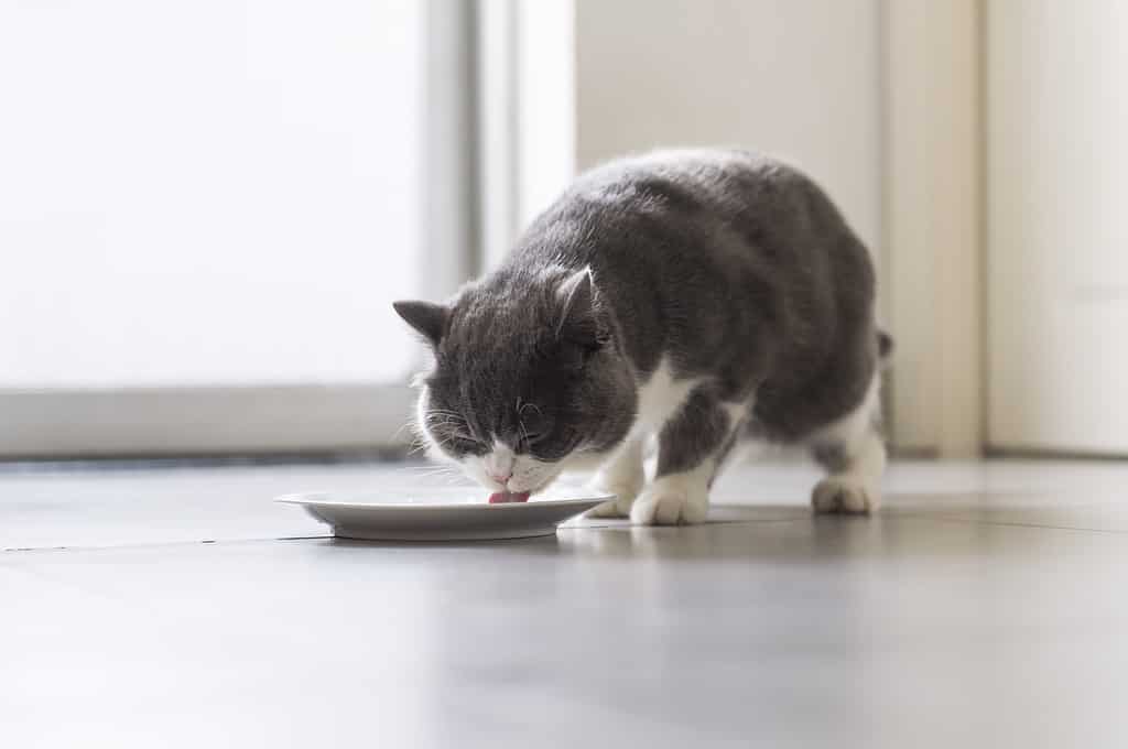 British shorthair cat is eating food