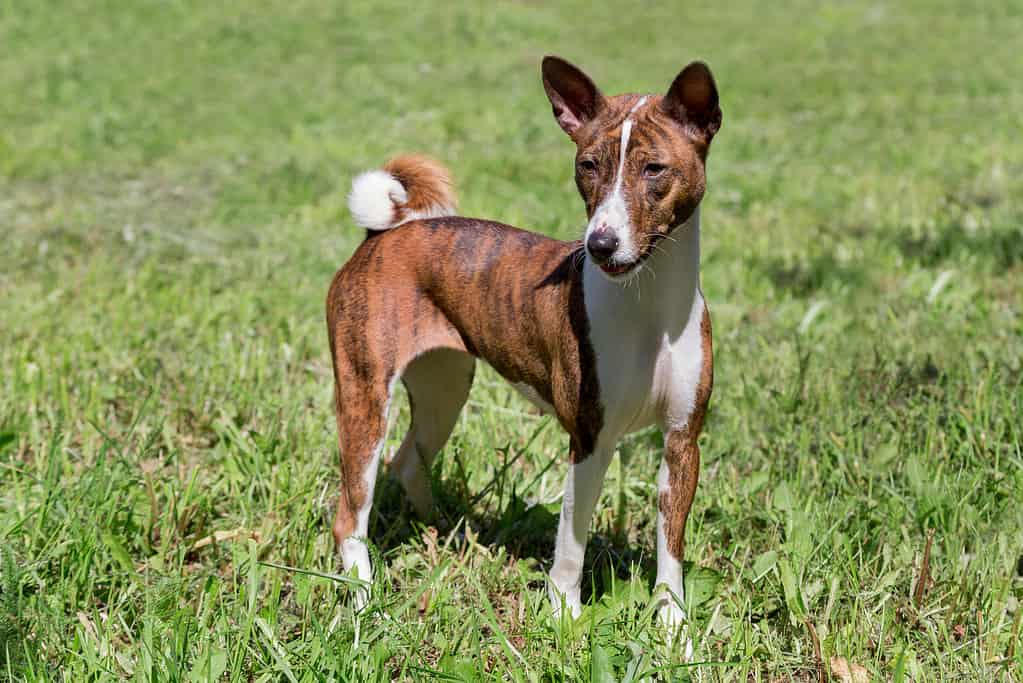 Cute brindle basenji puppy is standing on a green grass. Pet animals.