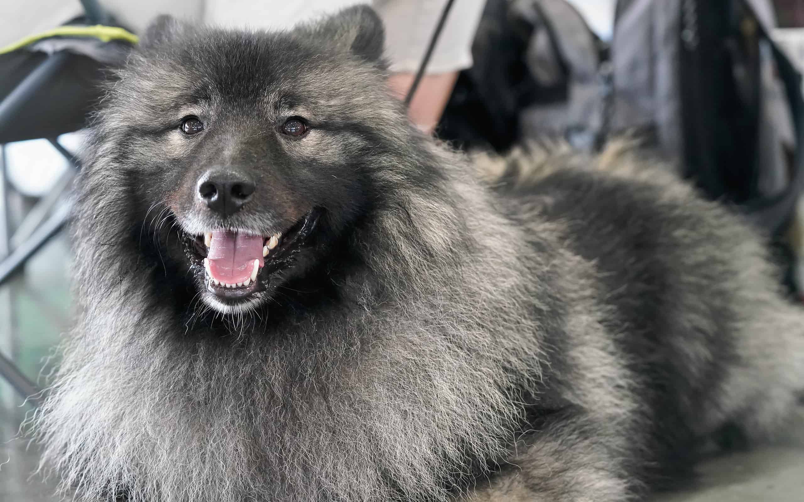 Black and silver Keeshond German spitz breed closeup on head with open mouth
