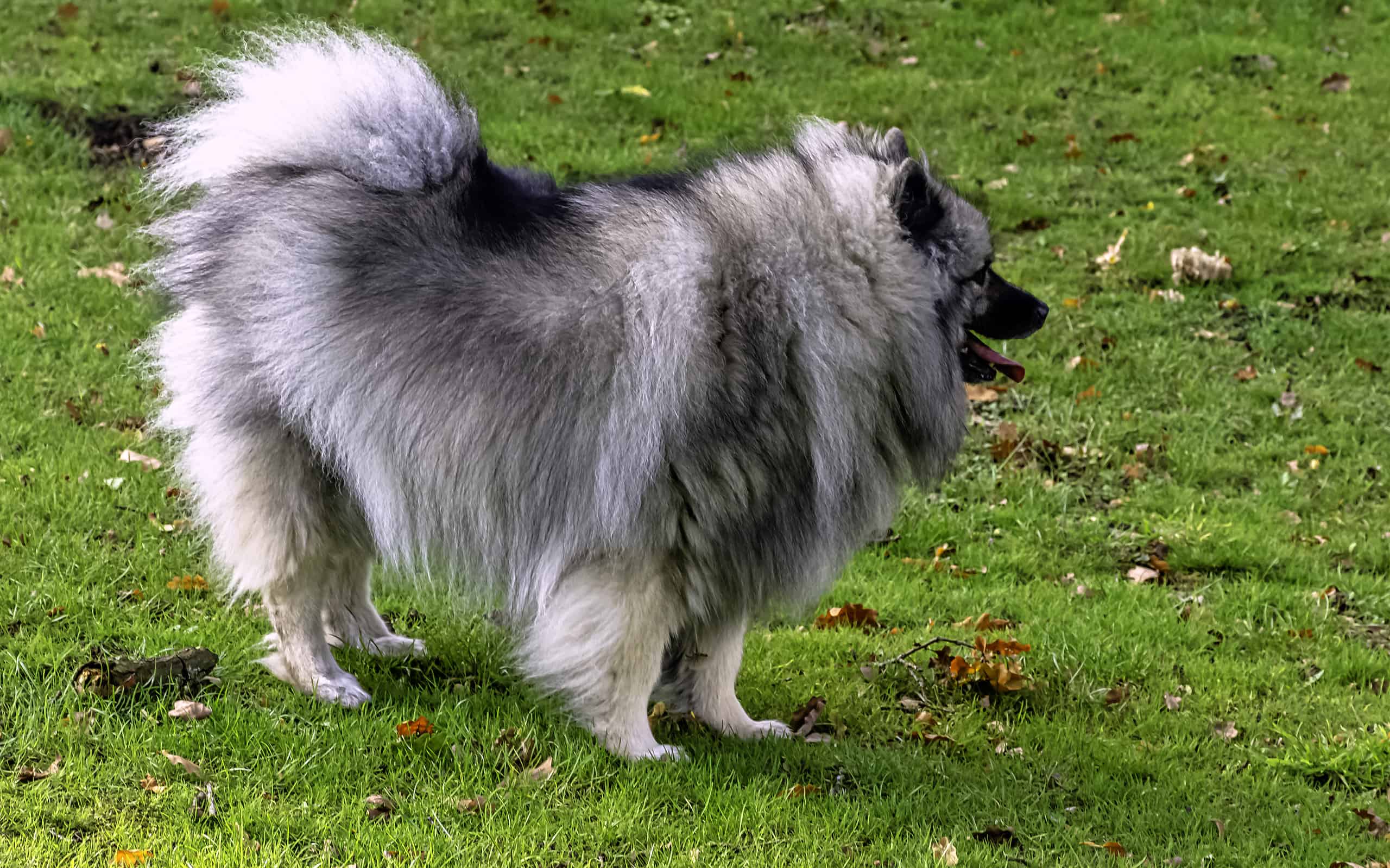 Keeshond is a medium-sized dog with a plush, two-layer coat of silver and black fur with a ruff and a curled tail