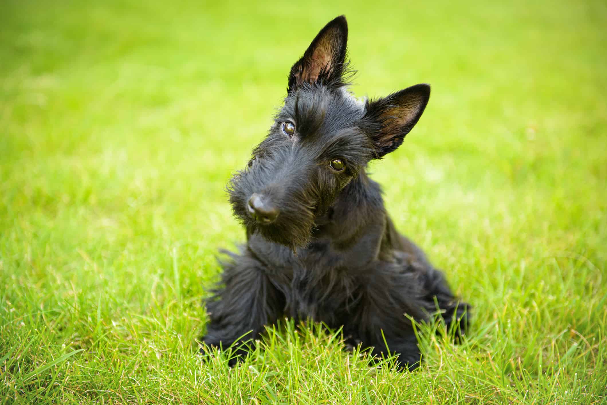Scottish terrier portraits