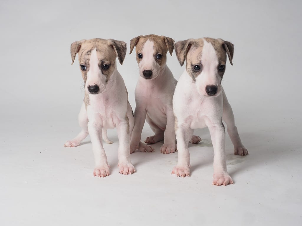 Group of three puppies of whippets