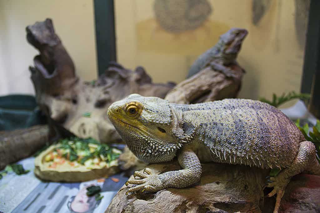 Bearded Dragons relaxing in their environment