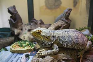 Can Bearded Dragons Eat Grapes? Picture