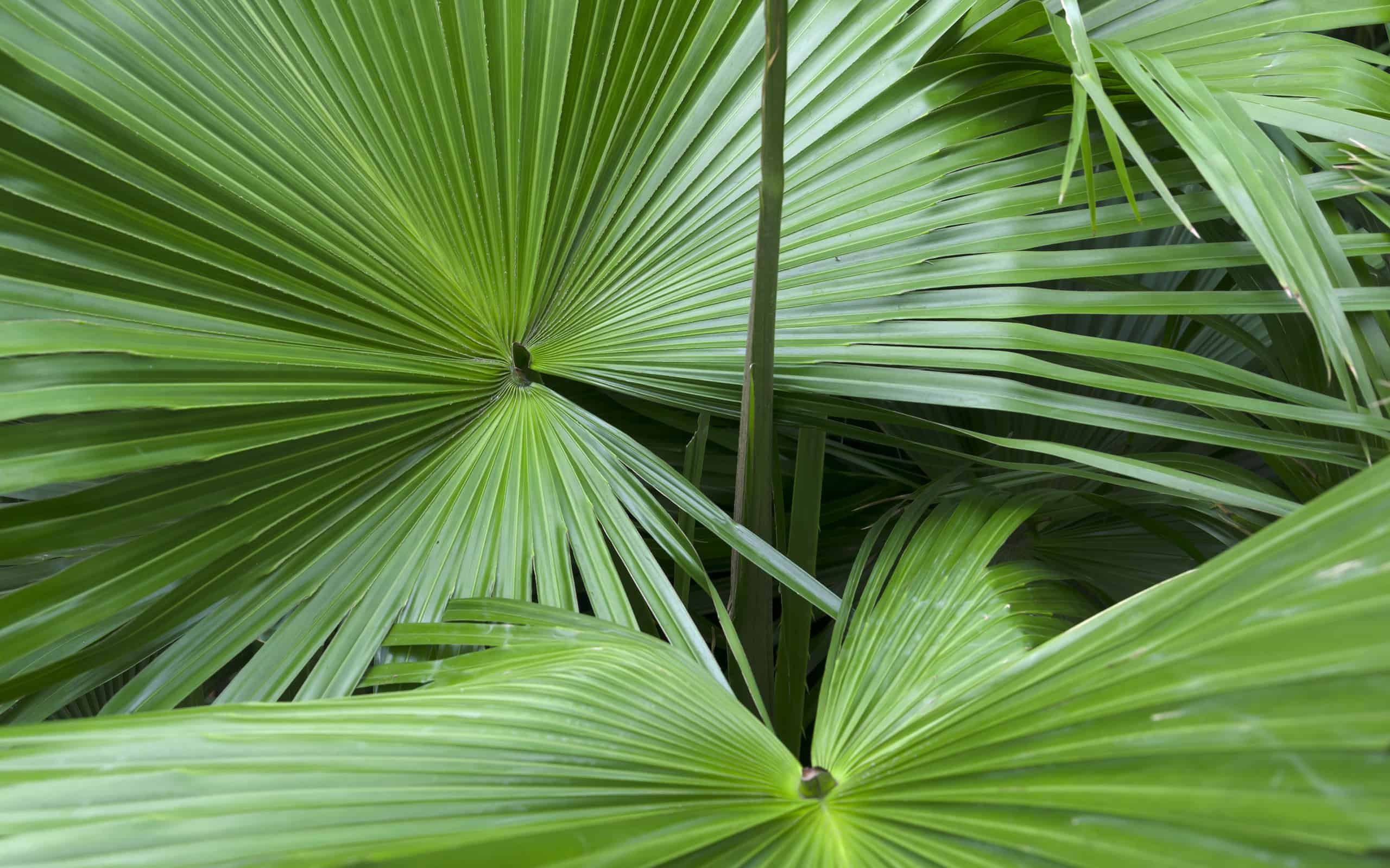 Saw Palmetto Palm (Serenoa repens)