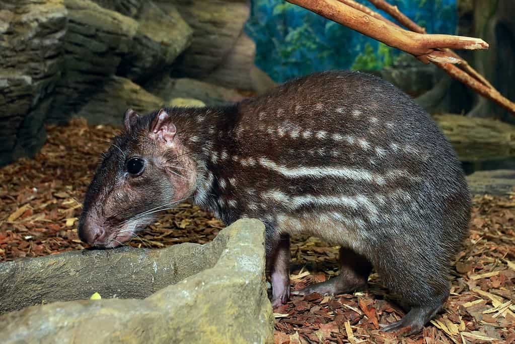 Large rodent Pacarana (Dinomys branickii) at zoo