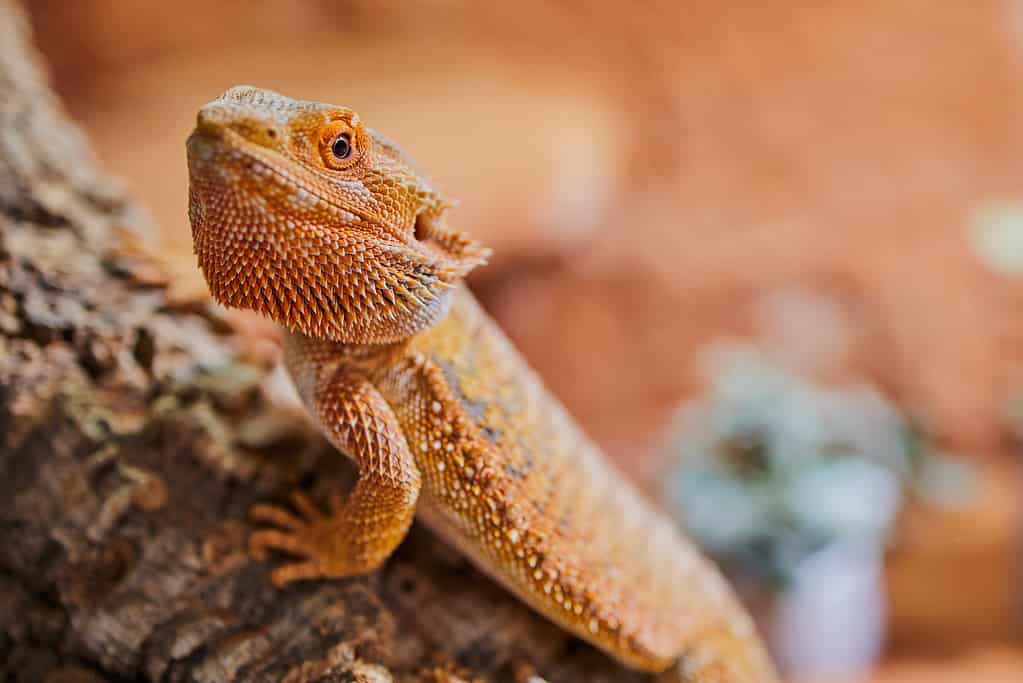 Bearded dragons are the most popular and inexpensive lizard to keep as a pet.