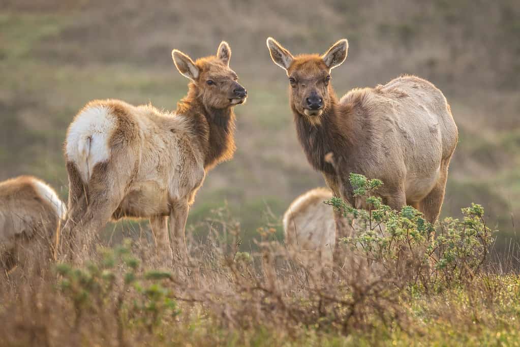 Tule Elk in Coastal California