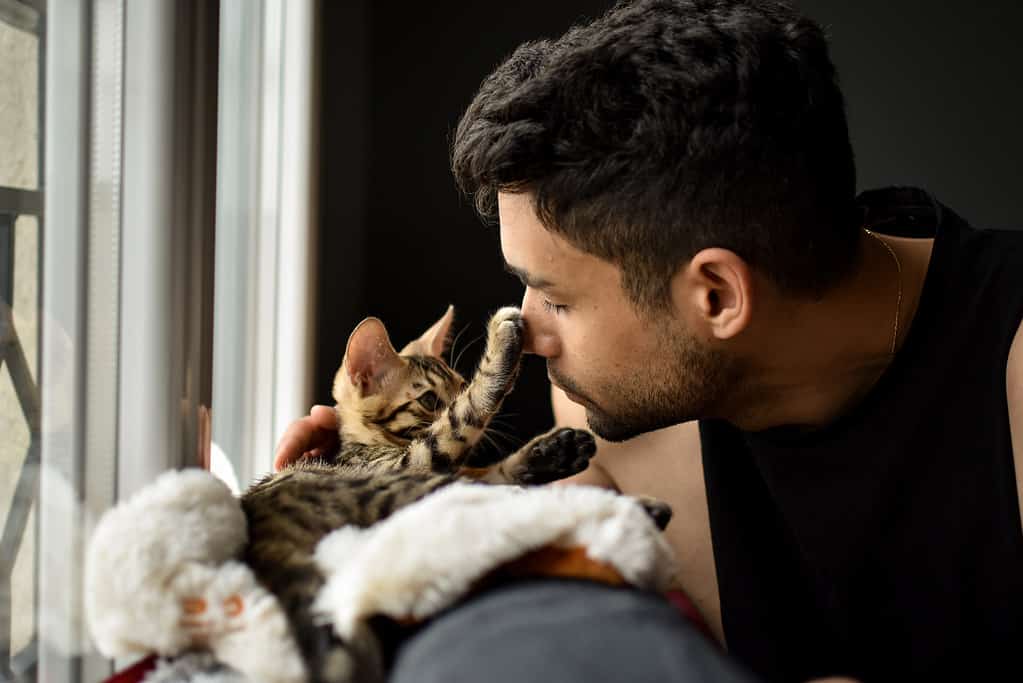 Kitten bengal cat pet and man cuddling
