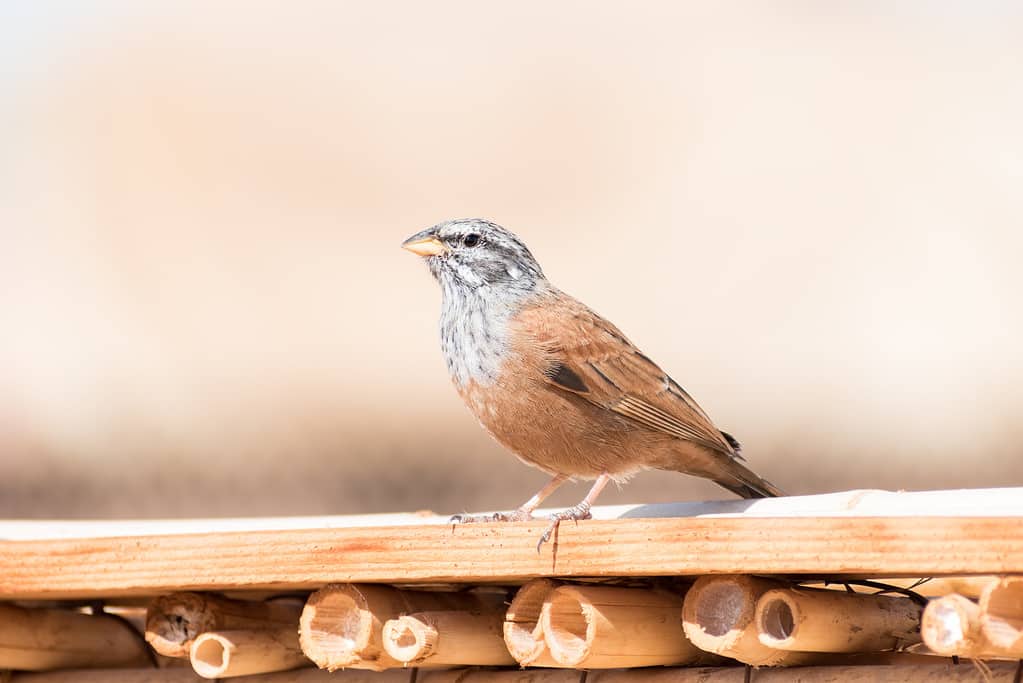 Close up of an adult House Bunting (Emberiza sahari) perched on a thin wooden ledge in the hot sun of Marrakesh, Morocco