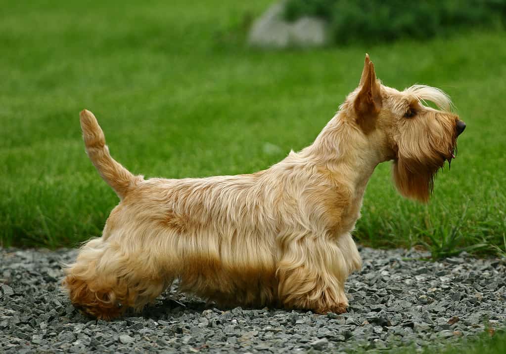 Scottish terrier