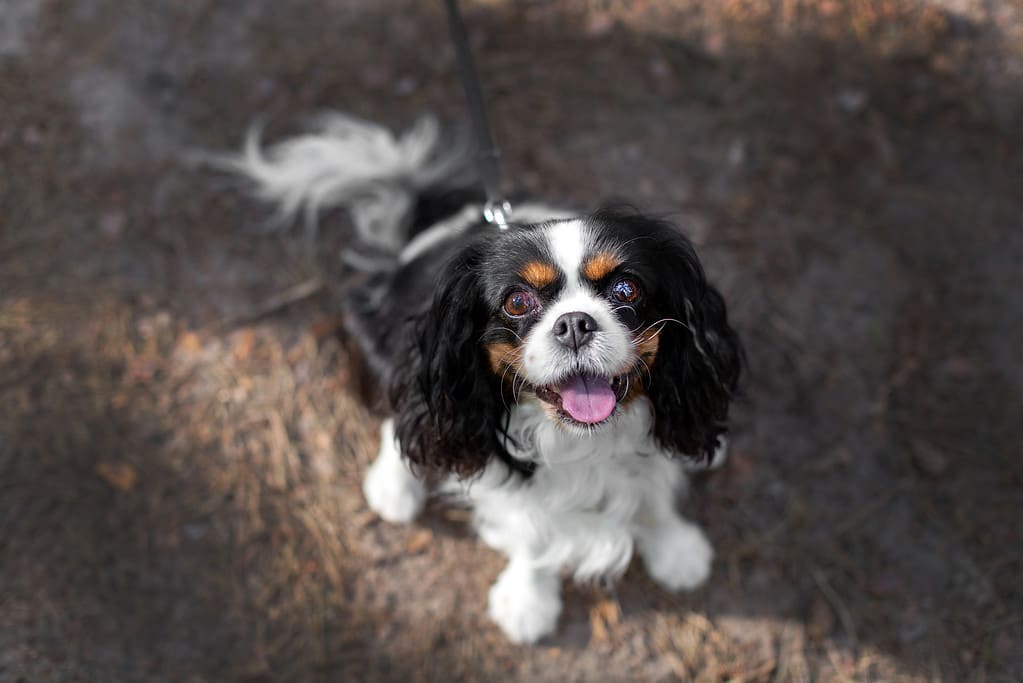 Happy dog on the walk